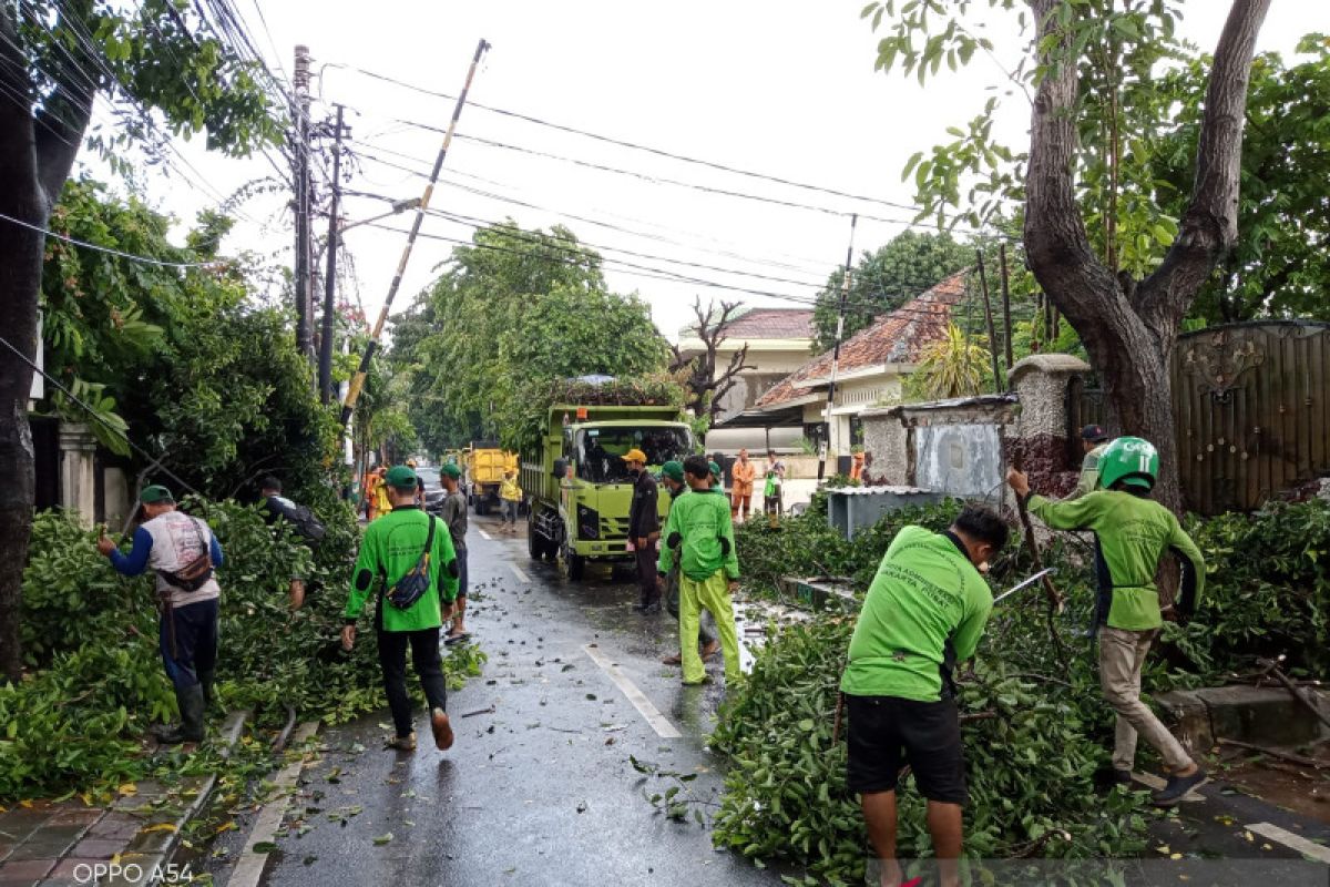 Sembilan pohon tumbang dan sempal saat hujan angin di Jakarta Pusat