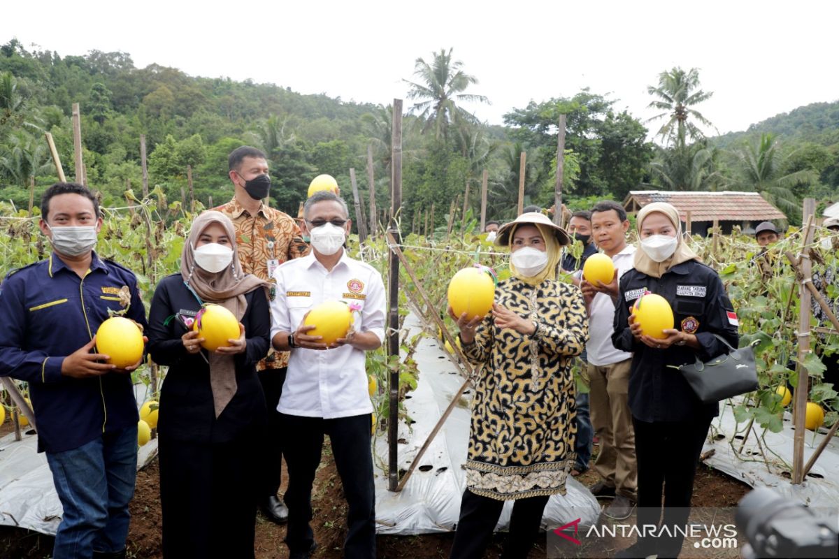 Kebutuhan pasar tinggi, Bupati Serang ajak Karang Taruna bertani