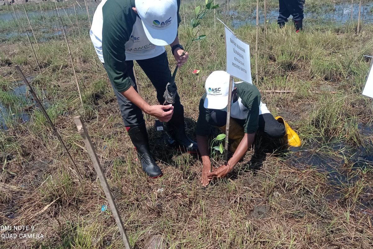 Asahimas dan Yayasan KEHATI lakukan rehabilitasi mangrove di Banten