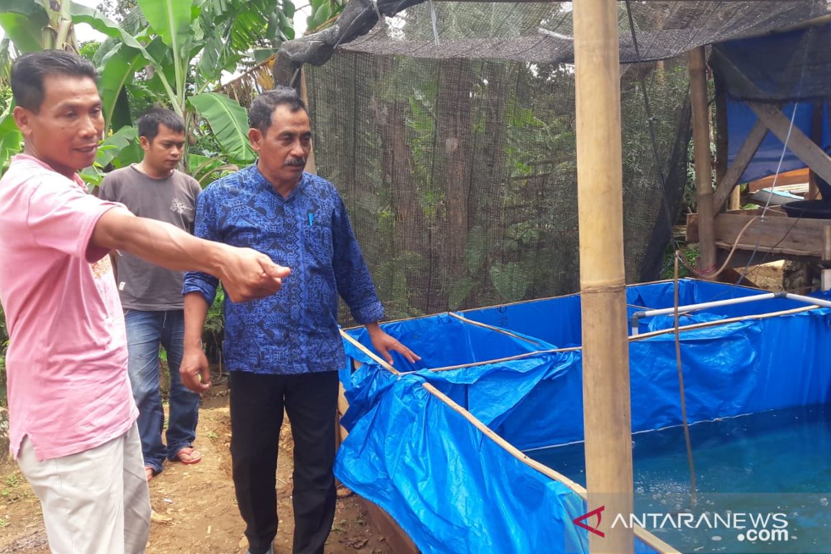 Kadisnakertrans Lebak monev kegiatan budidaya ikan koi