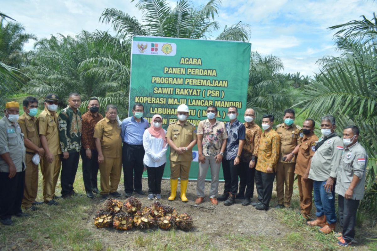 Industri sawit siap beli sawit petani yang tergabung Program PSR