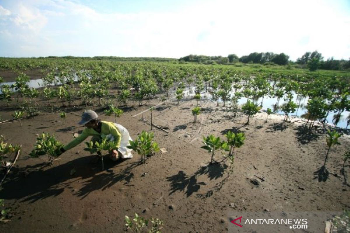 Luas penanaman mangrove di Riau capai 6.320 hektare, ini keuntungannya