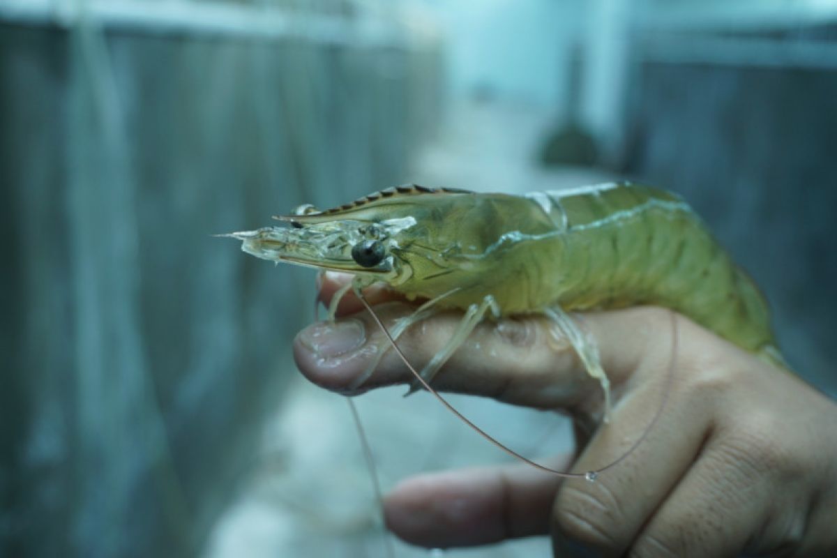 KKP bangun sinergi dengan swasta untuk produksi induk udang unggul