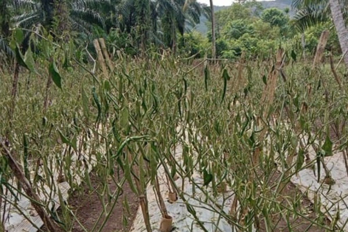 Luapan Sungai Batang Toru dilaporkan rusak ribuan batang tanaman cabai petani Tapsel