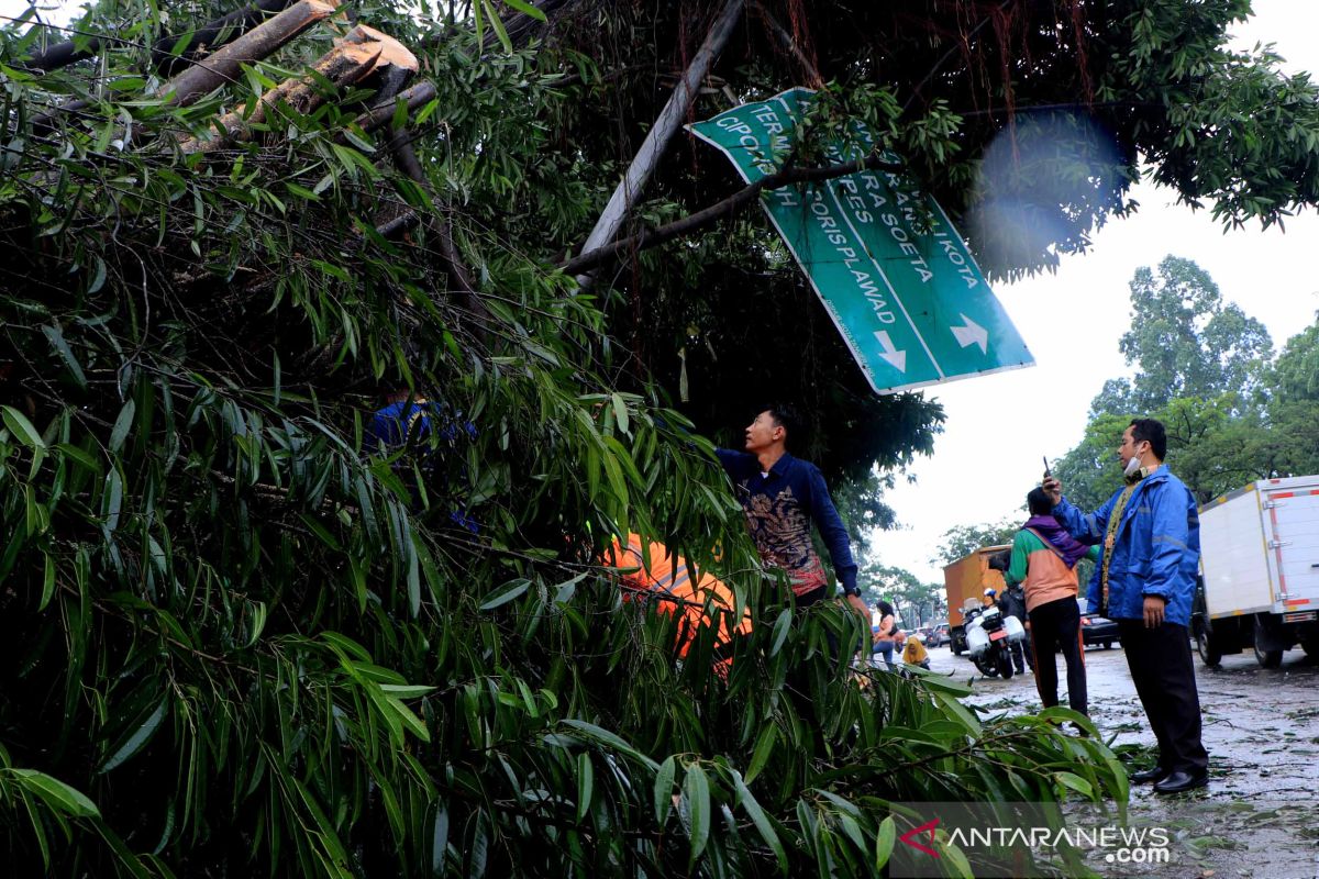 Pohon besar di Kota Tangerang dipantau antisipasi tumbang saat hujan