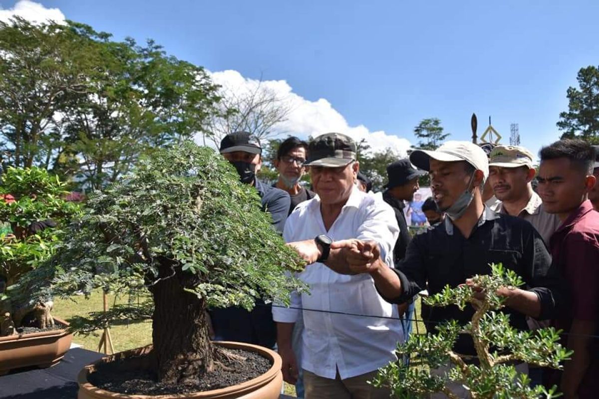 540 tanaman bonsai dipamerkan di Aceh Tengah