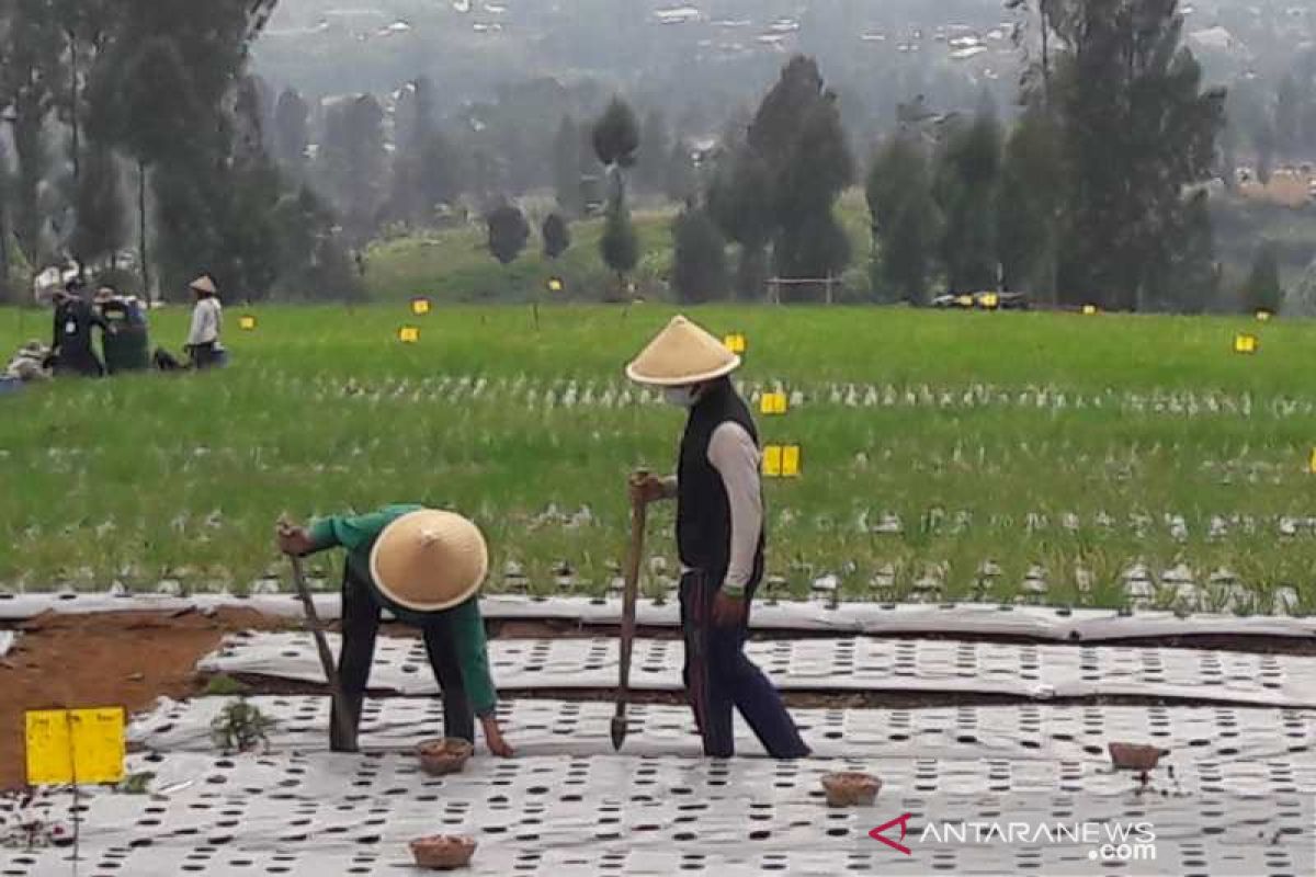 "Food estate", ikhtiar tingkatkan kesejahteraan petani Temanggung