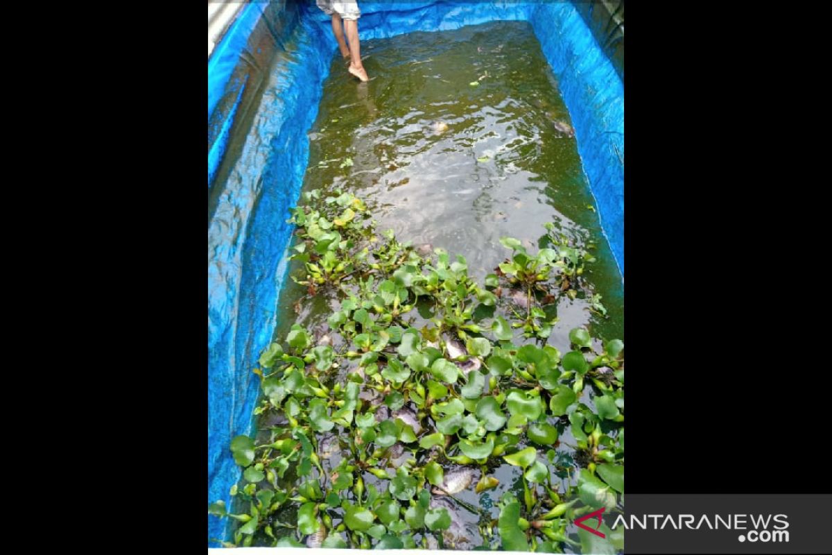 Bangka Tengah bangun unit pembenihan rakyat ikan gurami