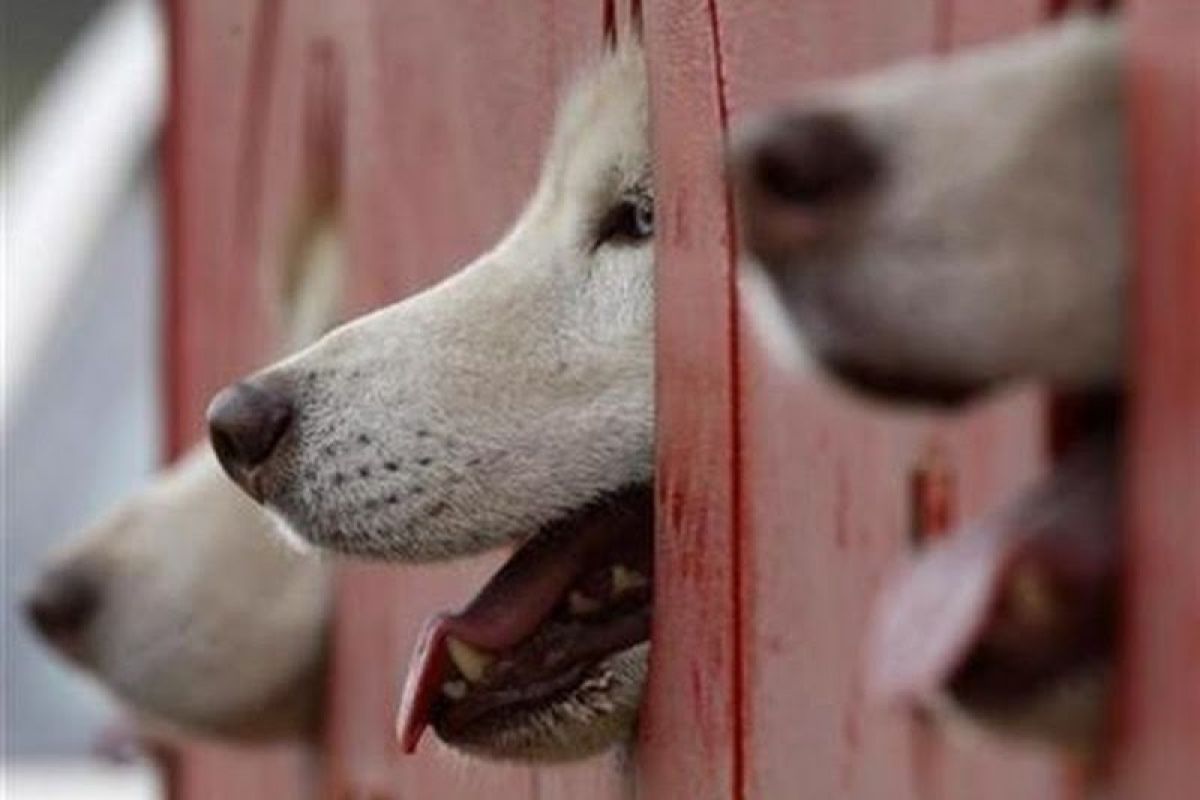 Banyak anjing di Bartim mati dikhawatirkan akibat virus menular