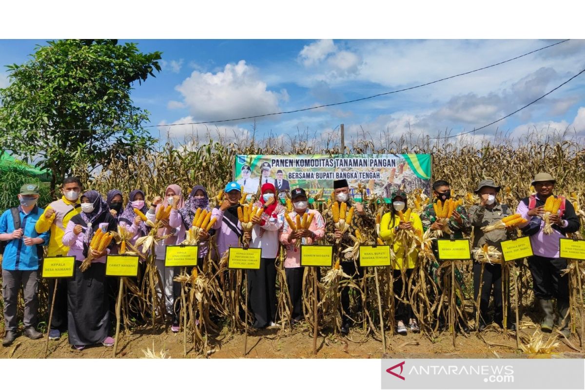 Pemkab Bangka Tengah siapkan 700 hektare lahan jagung pipil