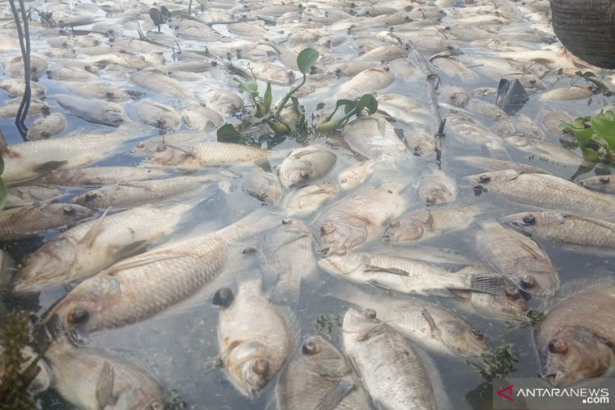 Kurang oksigen, jumlah ikan mati di Danau Maninjau menjadi 1.455 ton