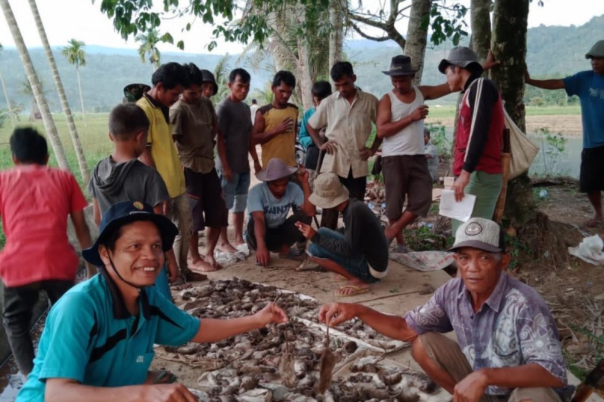 Petani Tapsel berakhir pekan dengan berburu tikus