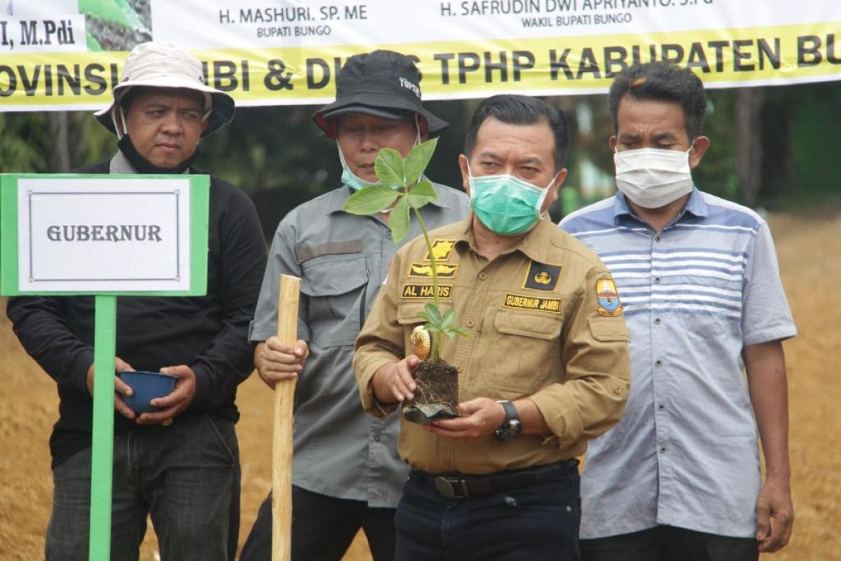 Porang akan jadi komoditas unggulan Jambi