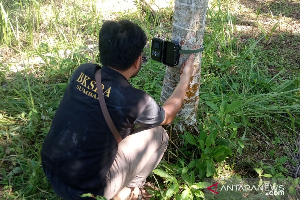 Harimau liar diduga masuk ke permukiman warga di Agam