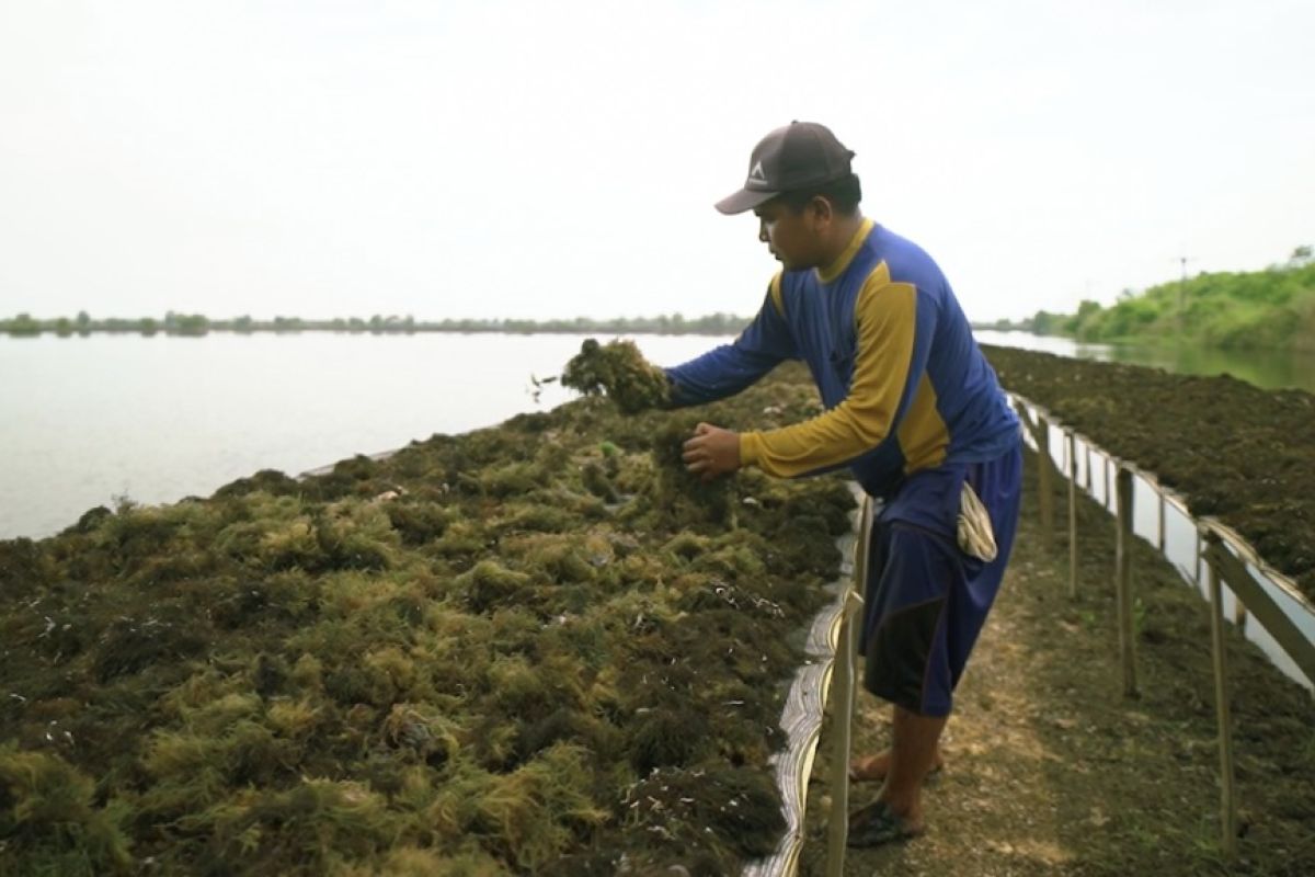 IEB Institute prediksi permintaan  rumput laut tinggi