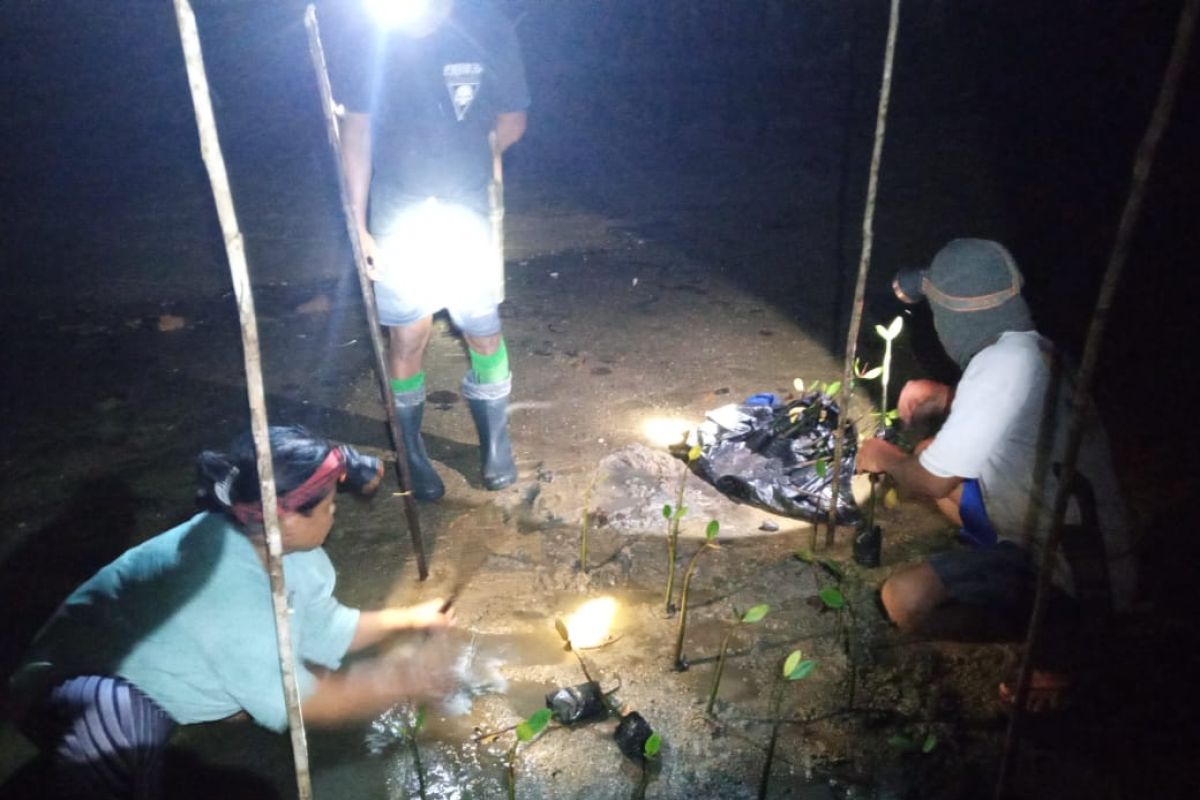 68 hektare hutan mangrove Sungai Samak Belitung direhabilitasi