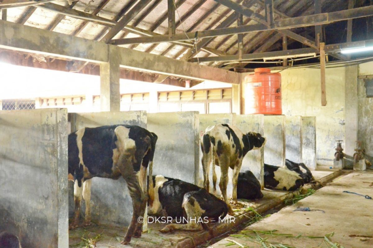 Fakultas Peternakan Unhas terima bantuan sapi perah dari Kementan