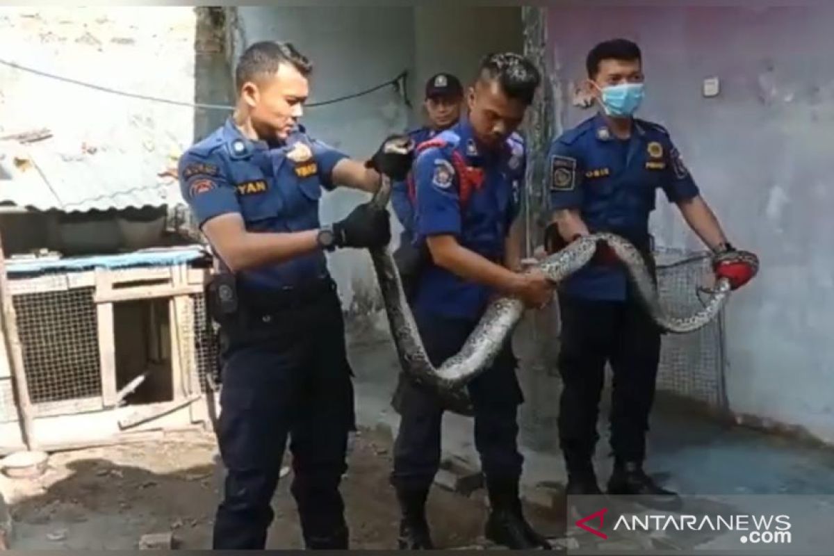 Heboh, ular piton 4 meter masuki pemukiman warga di Pekanbaru