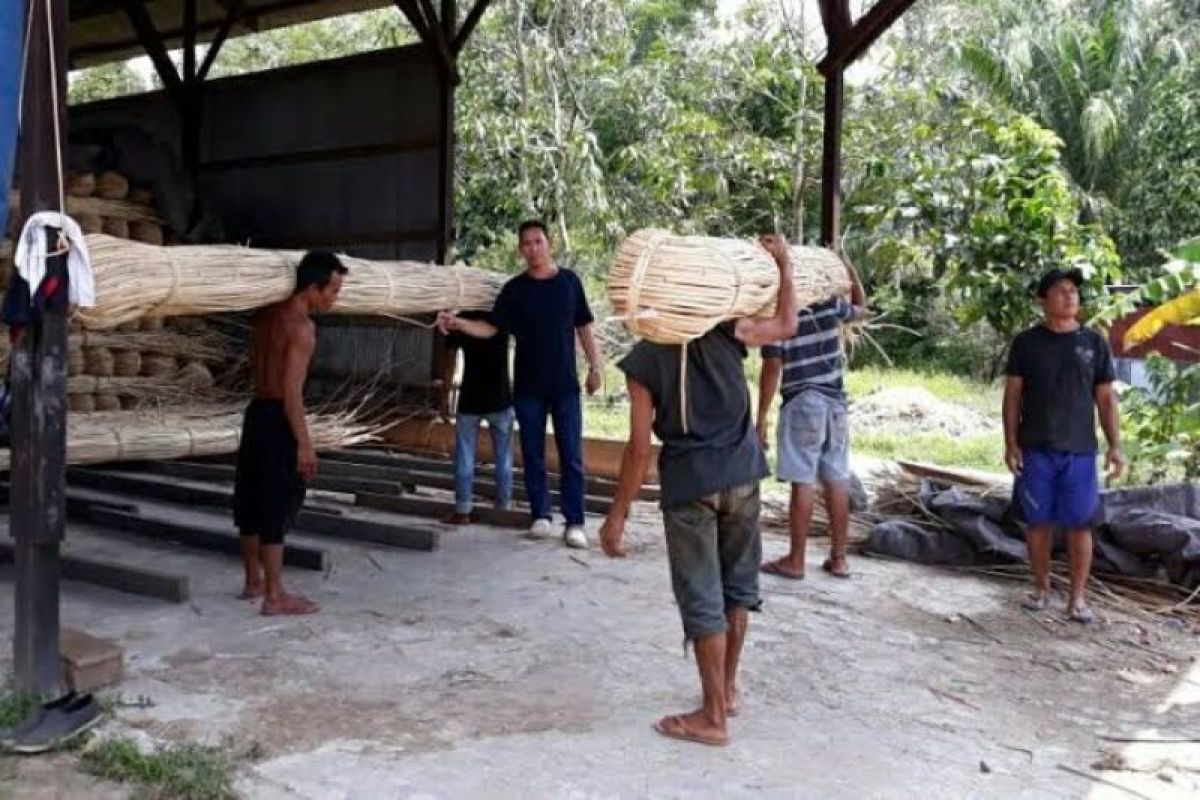 Petani rotan menjerit harga anjlok