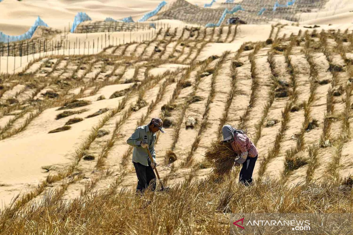 PBB: Lahan produktif hilang akibat badai pasir, debu yang memburuk