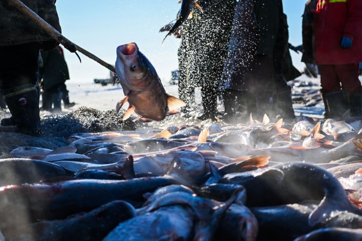 China pertahankan tradisi kuno menangkap ikan di es