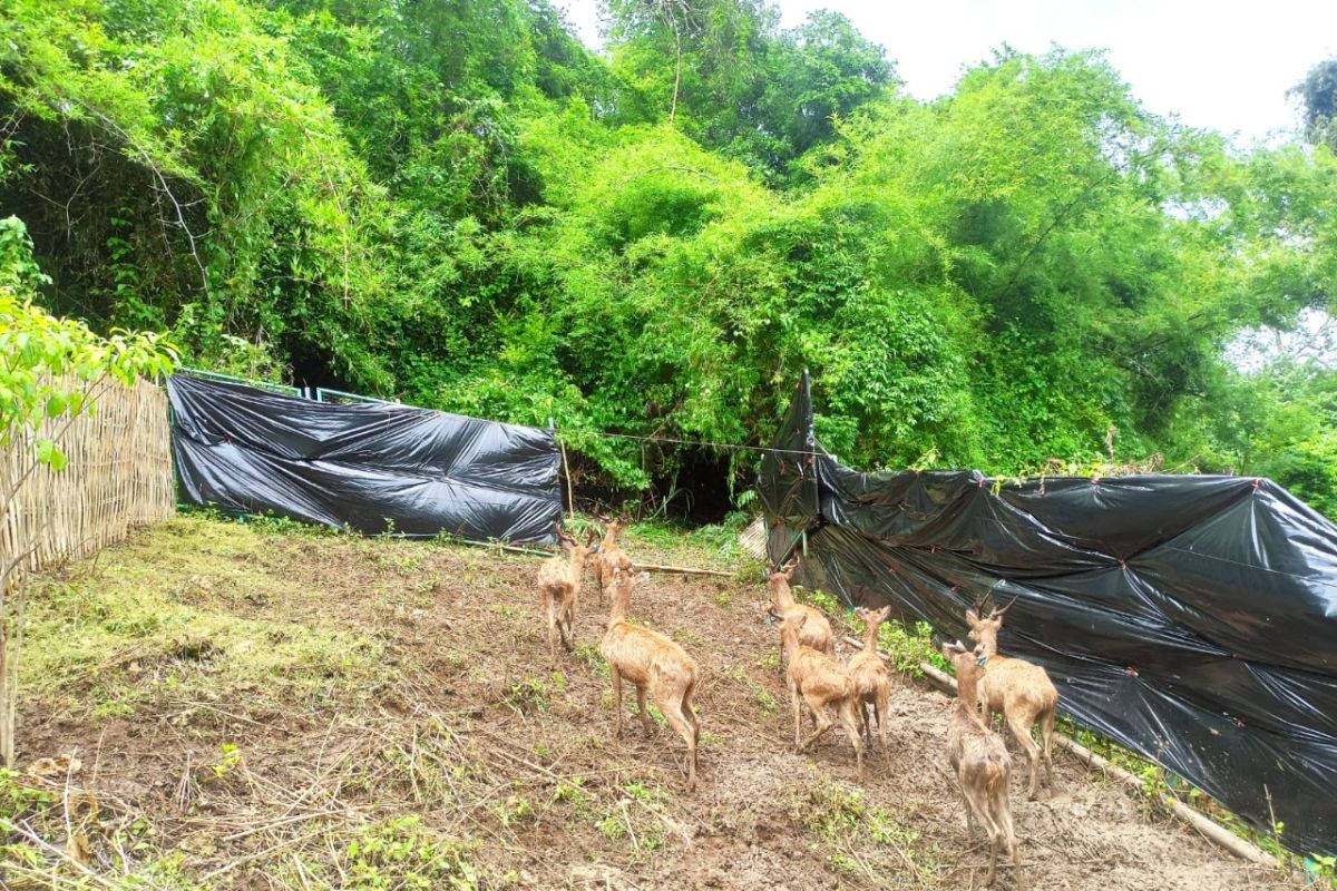 Sembilan ekor rusa timur dilepas di TWA Gunung Tunak