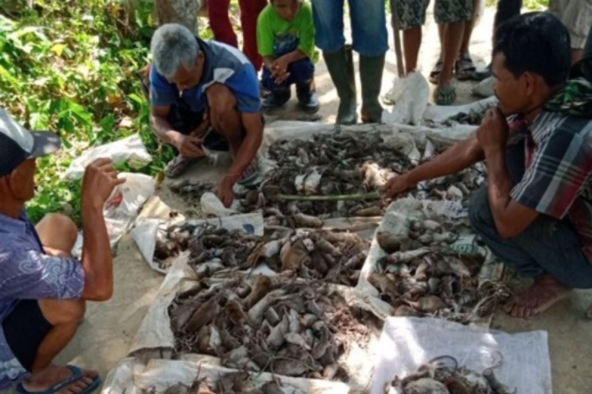 Lagi, seribuan hama tikus berhasil dibasmi petani Tapsel