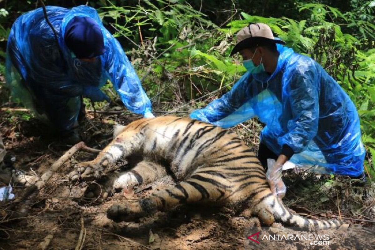 2021 tahun duka bagi dunia fauna di Provinsi Aceh