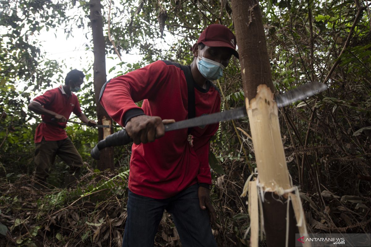 RI, Malaysia, Uni Eropa bentuk gugus tugas aturan deforestasi
