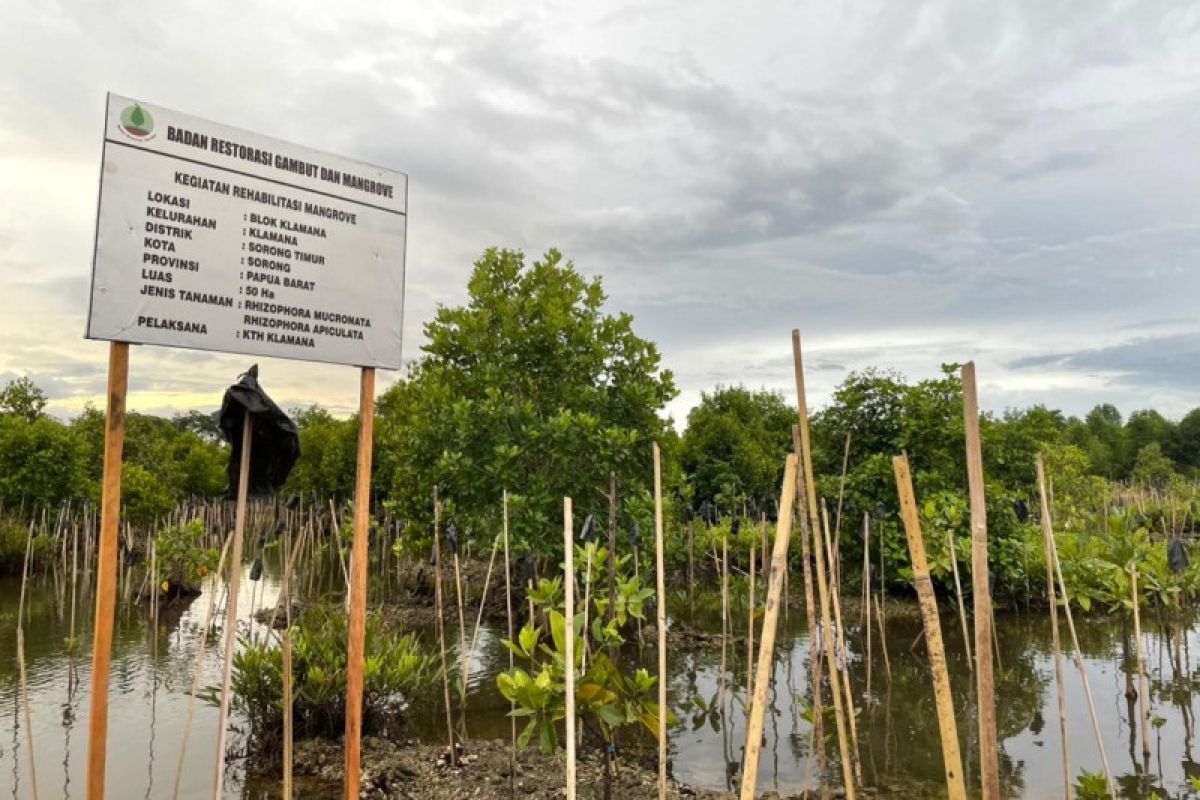 Cakupan rehabilitasi mangrove 2021 telah melampaui target