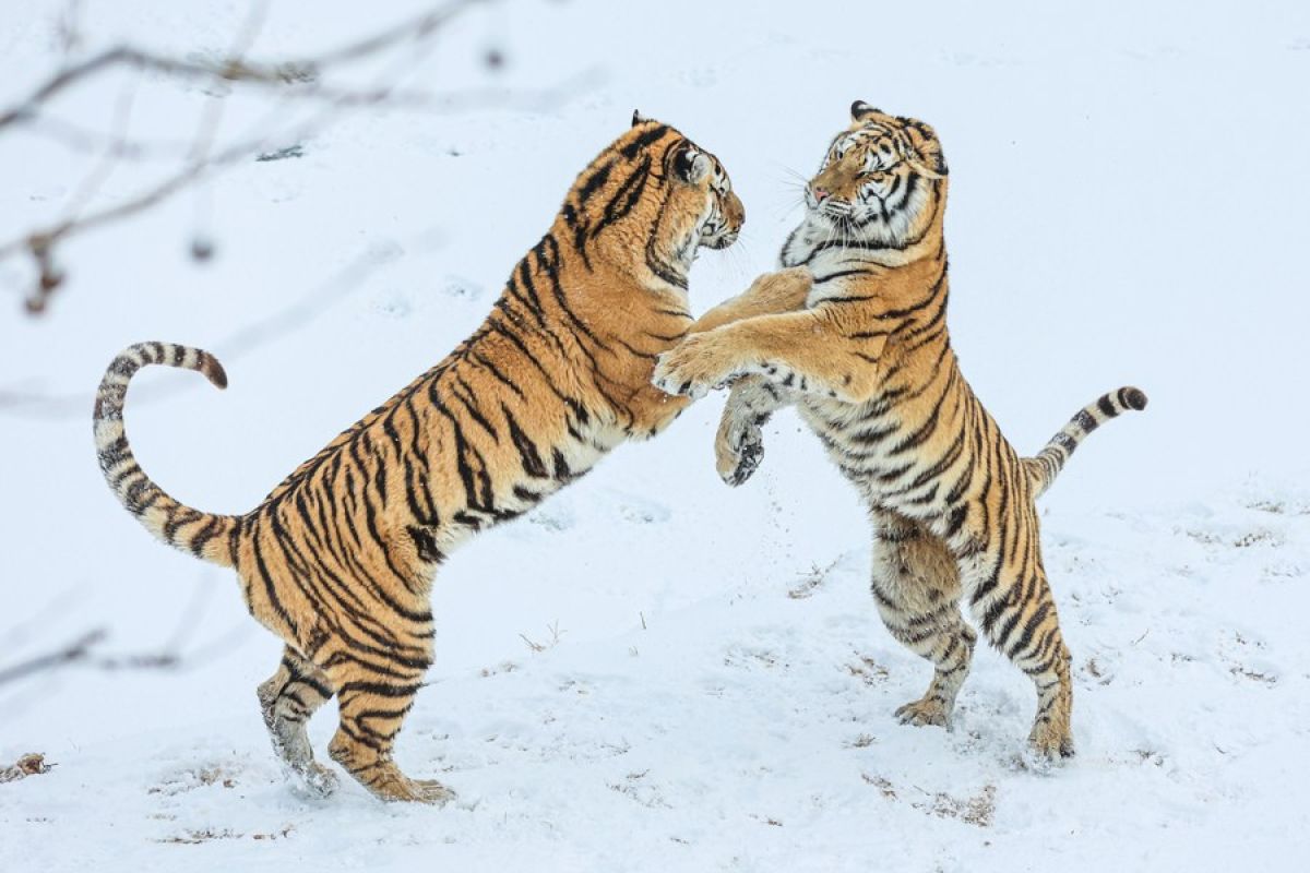 Perkawinan sedarah berisiko ancam populasi harimau Amur China