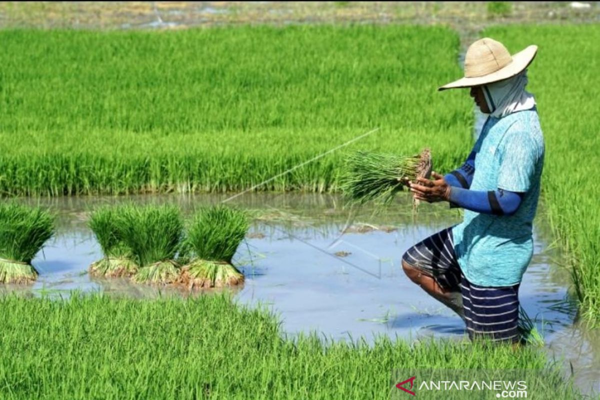 Sulsel segera salurkan 2.600 ton benih padi kepada 24 daerah