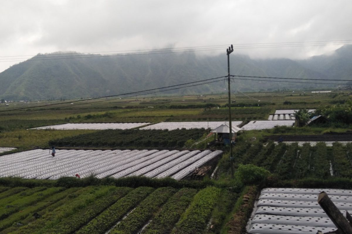 Wisata Sembalun tetap ramai walau diguyur hujan