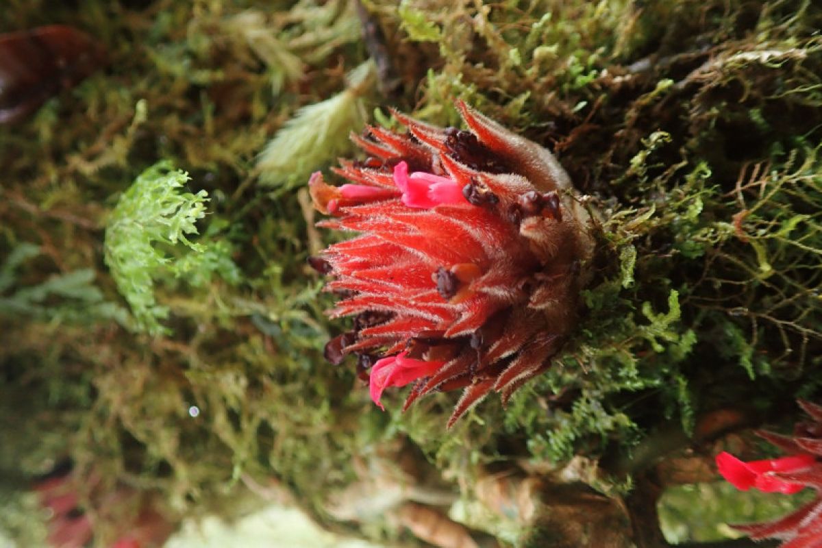 Pusat Riset Konservasi Tumbuhan - BRIN temukan 7 tumbuhan jenis baru