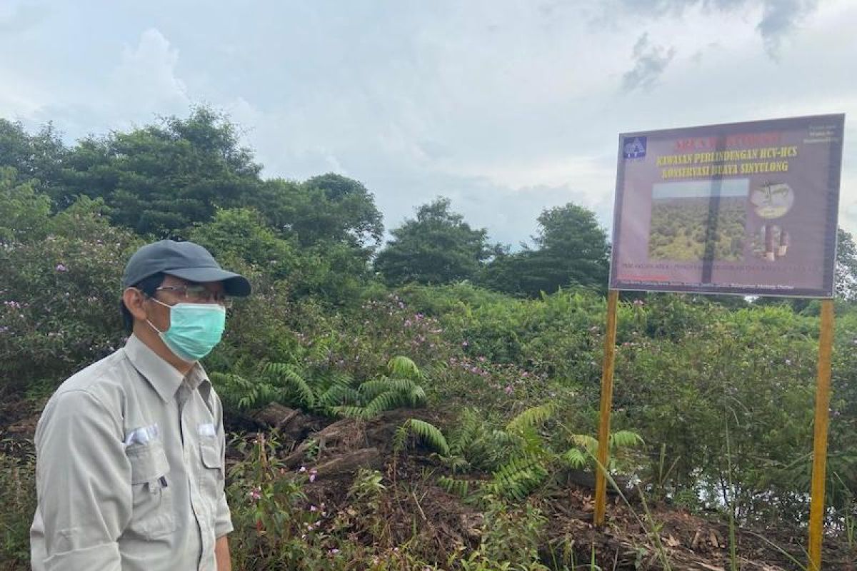 Perusahaan HTI lakukan konservasi  buaya senyulong