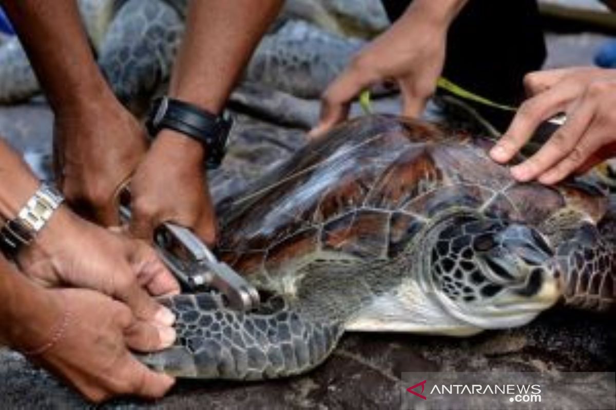 Lanal Denpasar gagalkan upaya penyelundupan 32 penyu hijau di Serangan-Bali