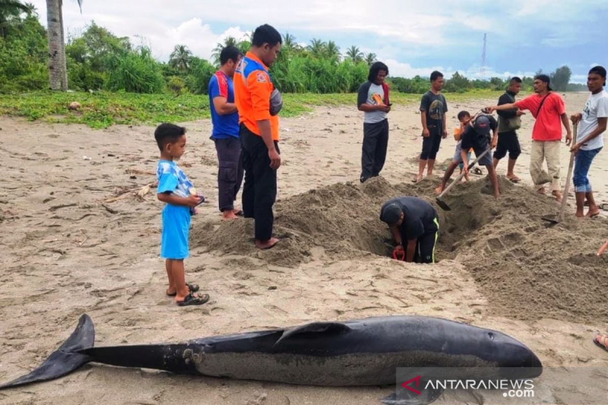 Ini dia penyebab lumba lumba mati di Aceh Selatan