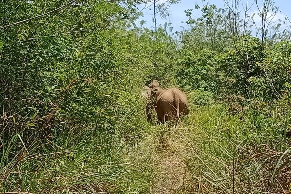 Gajah rusak perkebunan warga di Pidie