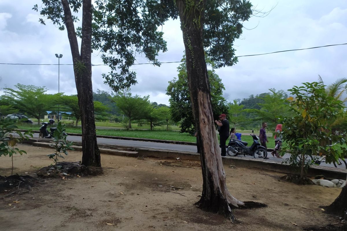 Pohon tua di sekitar Pantai Pulau Datok membahayakan pengunjung