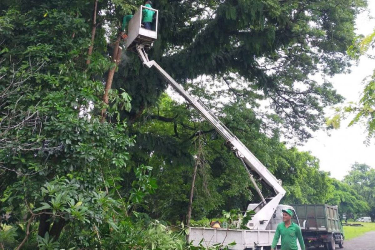 DLHK Denpasar antisipasi pohon tumbang saat musim hujan