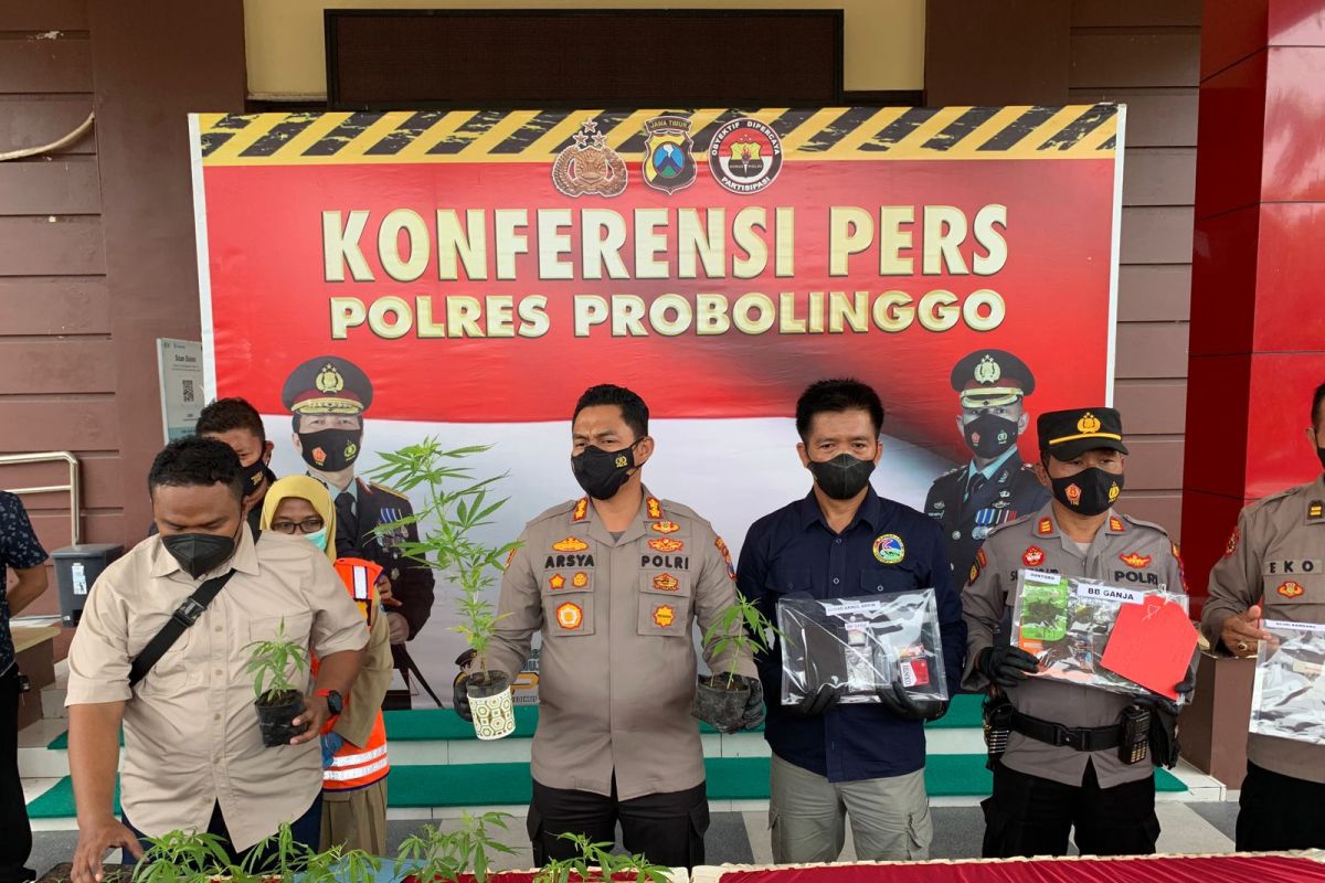 Polres Probolinggo tangkap penanam ganja di lereng Bromo