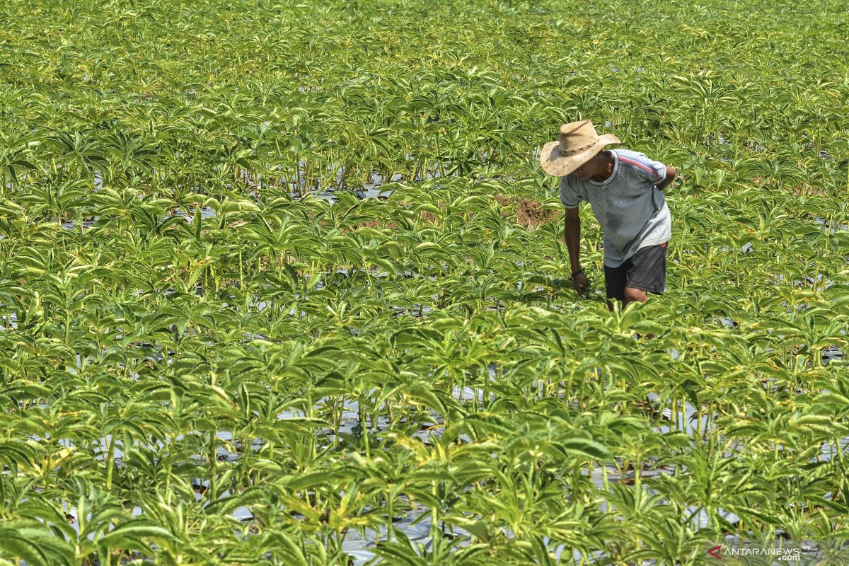 Petani di OKU mulai budidayakan tanaman porang