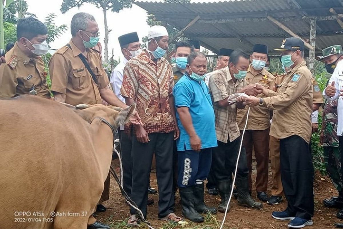 Bupati Merangin dan Baznas serahkan bantuan ternak sapi ke kelompok tani Sido Maju