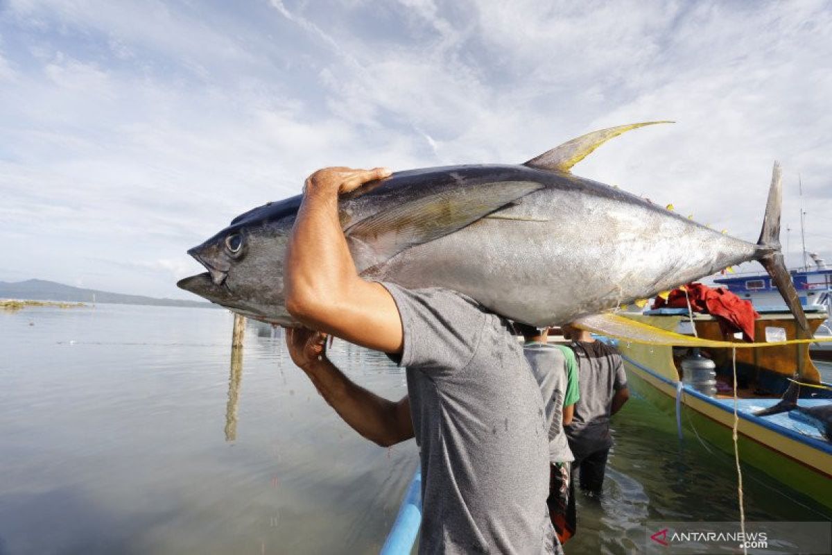Kementerian BUMN dukung BUMN perikanan perkuat bisnis perdagangan ikan