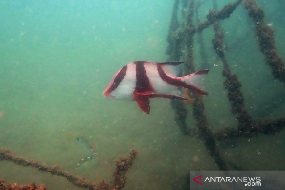 PT Timah tenggelamkan 1.920 karang buatan di laut Babel