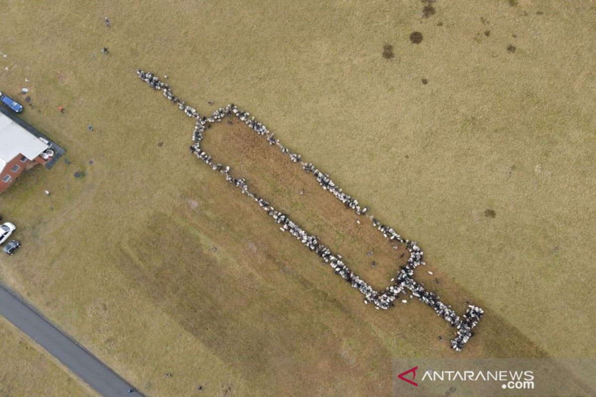 Jerman bujuk  warga untuk divaksin dengan domba 'jarum suntik'