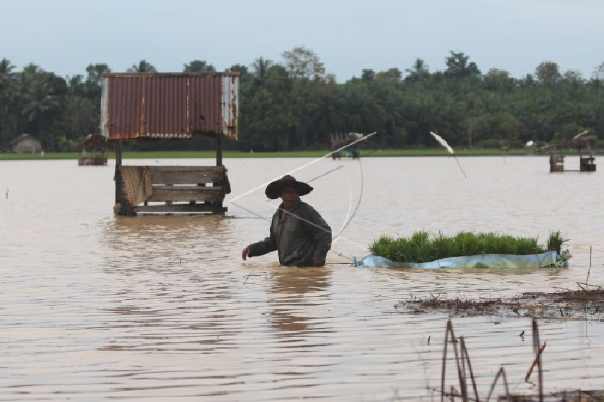 Distanbun catat 6.265 hektare lahan padi di Aceh terdampak banjir