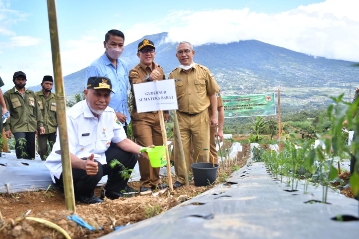 Dinas Kehutanan Sumbar-Semen Padang tanam 1.000 bibit taxus