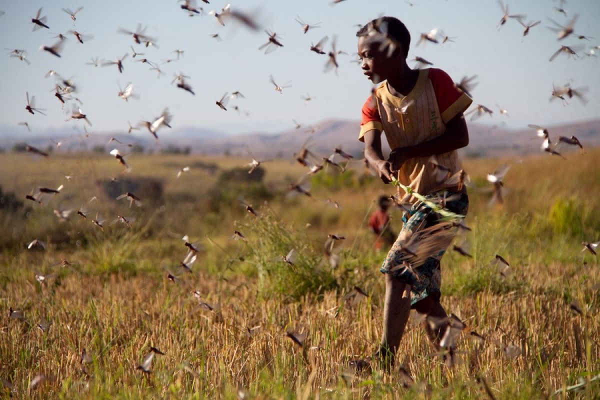 Studi sebut kemampuan terbang belalang dipengaruhi oleh jumlah kawanan