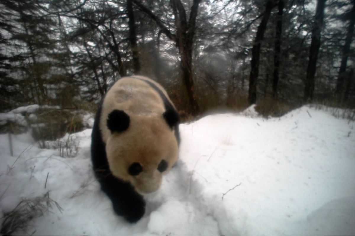 Teknologi pengenalan wajah bantu lindungi panda raksasa di Gansu, China